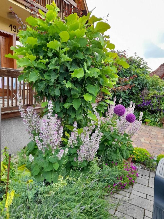 Apartament Harmonia Vendeghaz 100 Meterre Az Igali Gyogyfuerdotol Zewnętrze zdjęcie